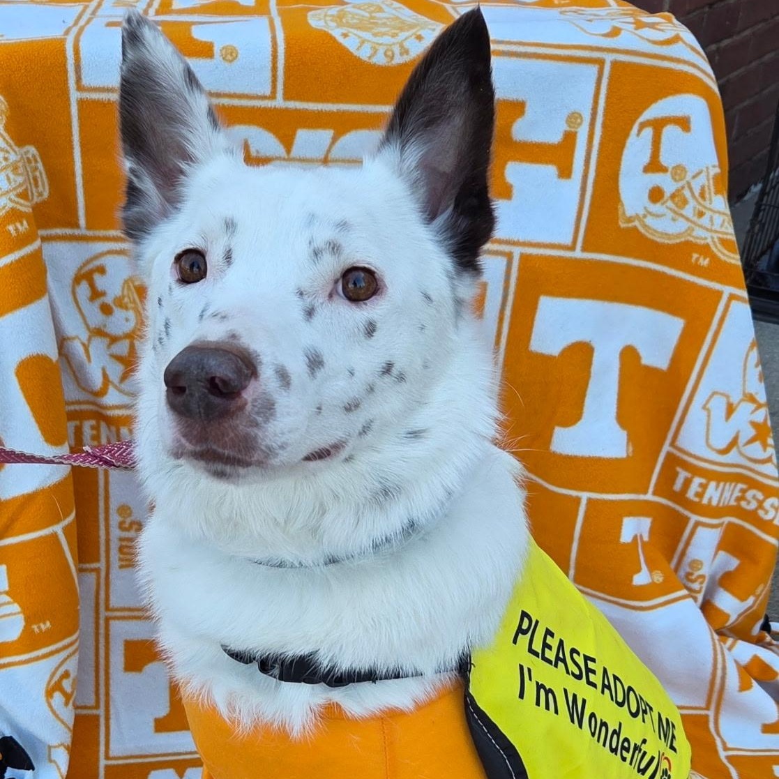 Enlarge Togo, a Adoptable Australian Cattle Dog / Blue Heeler in Brentwood, TN image 2/4