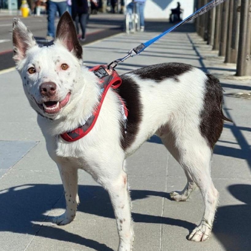 Enlarge Togo, a Adoptable Australian Cattle Dog / Blue Heeler in Brentwood, TN image 2/2