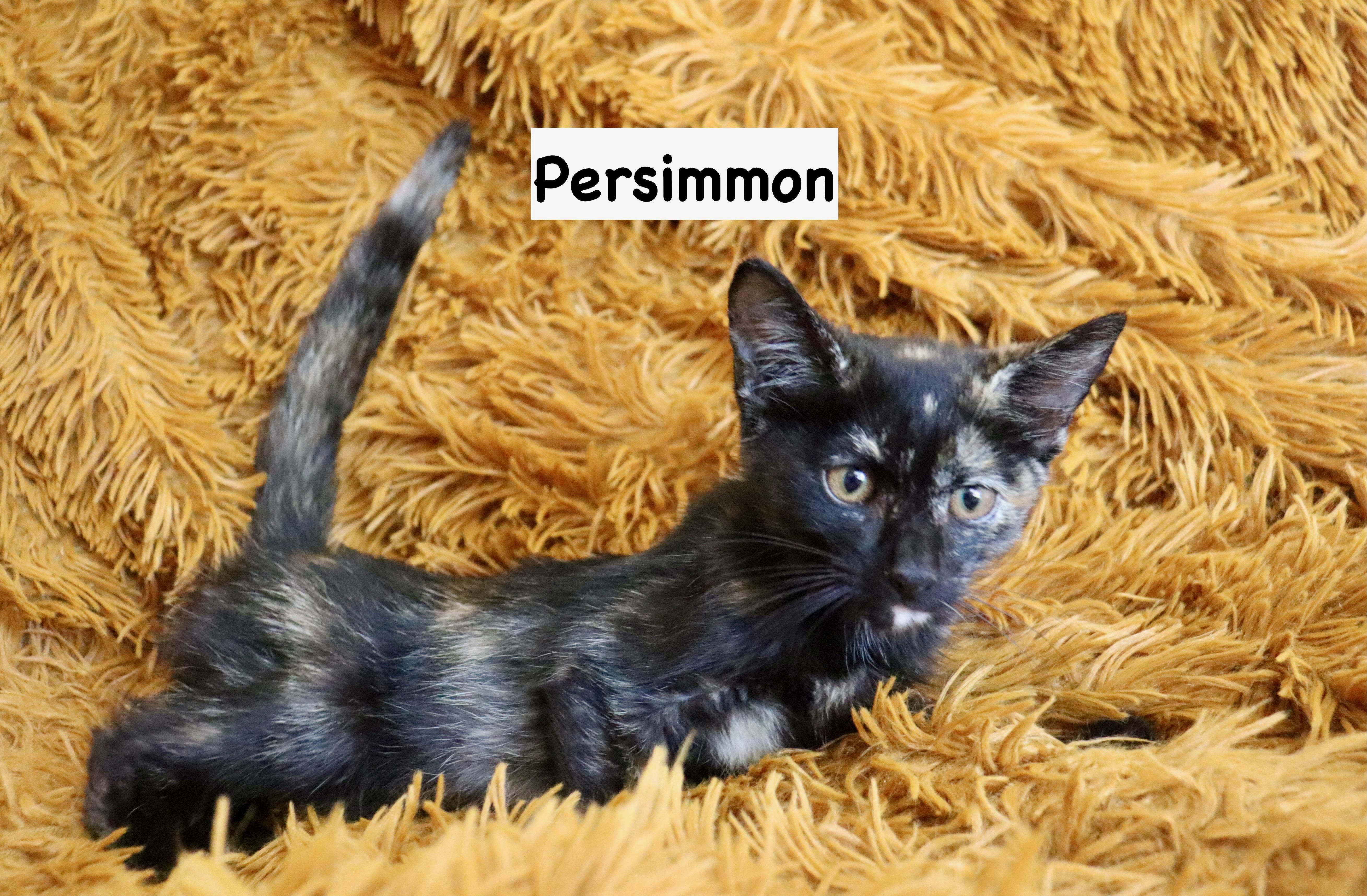 Persimmon