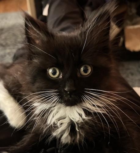 Enlarge RosemaryQ & TheodoreQ - Bonded Pair!, an adopted mixed breed in Fair Oaks, CA image 2/2