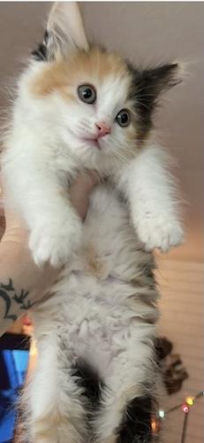 RosemaryQ & TheodoreQ - Bonded Pair!, adopted, Kitten Female Calico & Tuxedo.