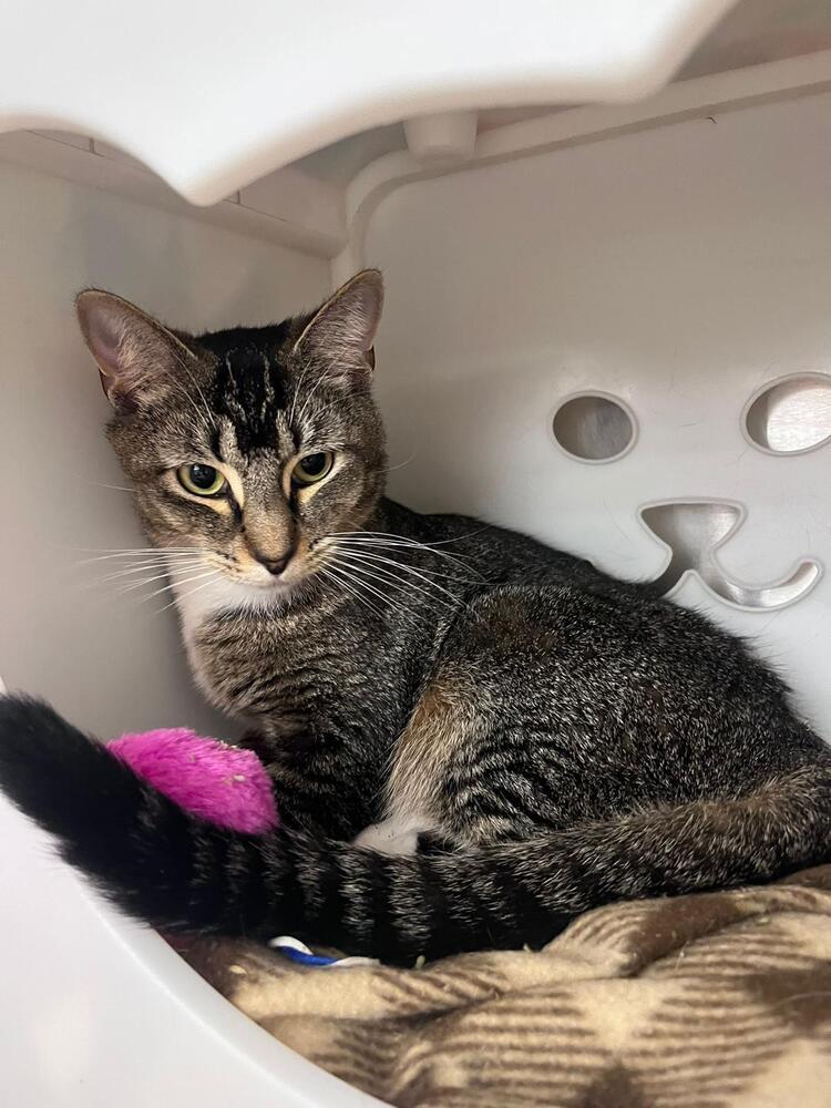 Atlas, Adoptable, Kitten Male Domestic Short Hair.