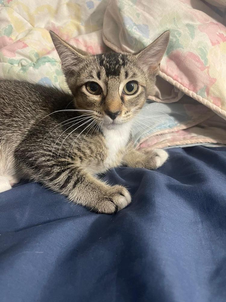 Atlas, a Adoptable mixed breed in Orlando, FL image 2/6