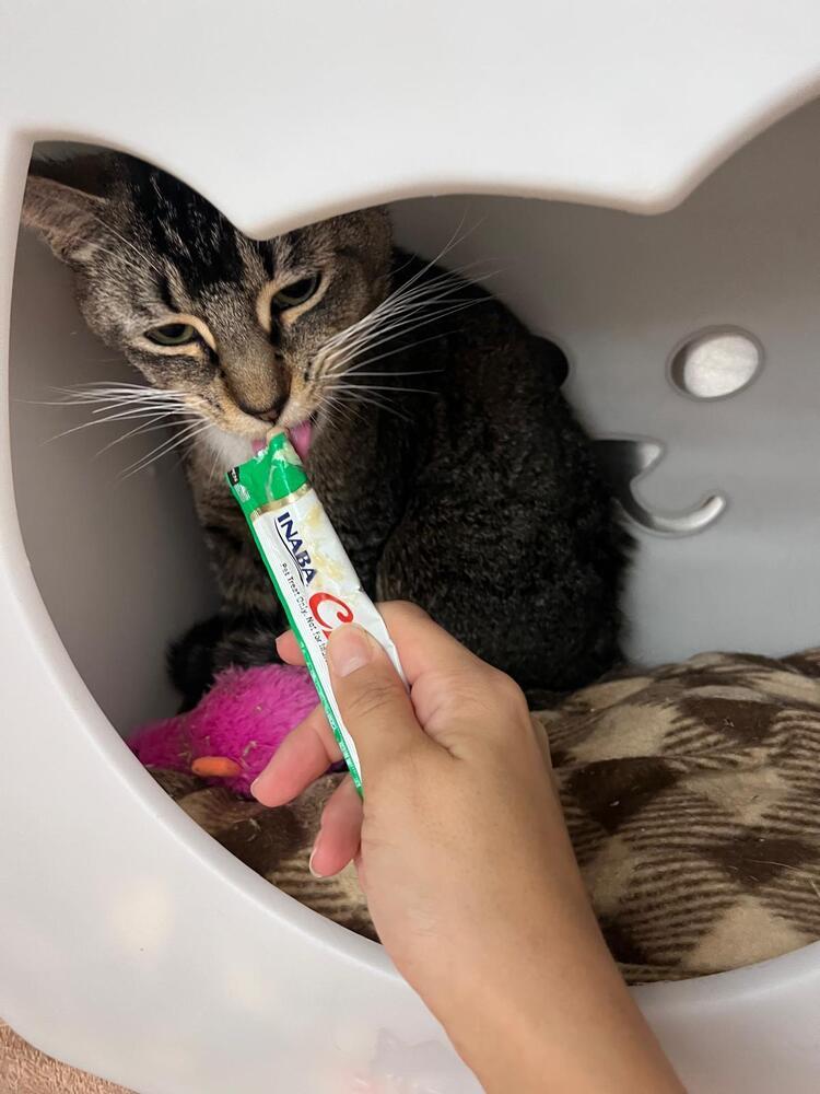 Atlas, a Adoptable mixed breed in Orlando, FL image 3/6