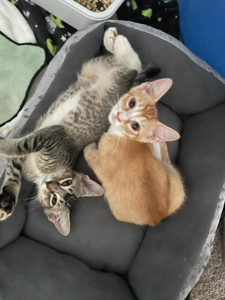 Atlas, a Adoptable mixed breed in Orlando, FL image 4/6