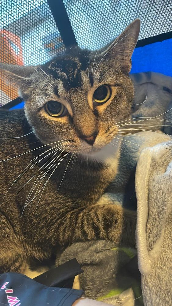 Atlas, a Adoptable mixed breed in Orlando, FL image 5/6