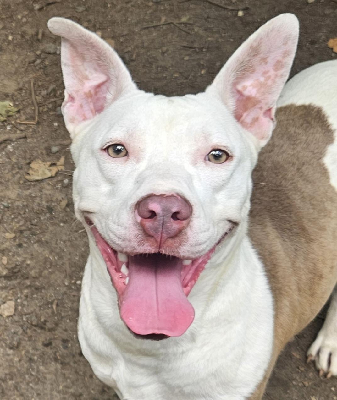 Bella Rose, ADOPTABLE, Young Female American Bulldog & Pit Bull Terrier.
