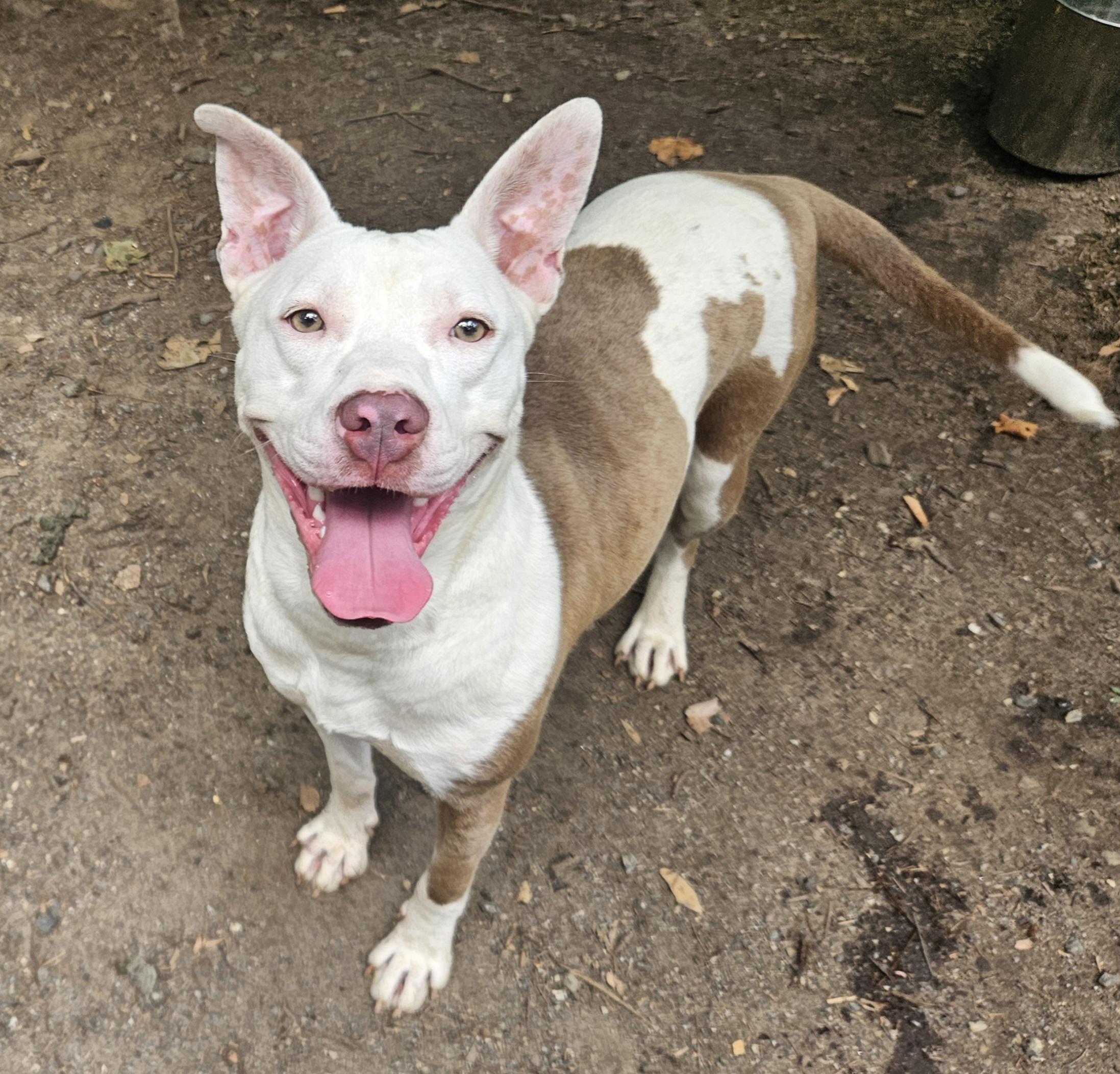 Bella Rose, a ADOPTABLE mixed breed in Heathsville, VA image 2/2