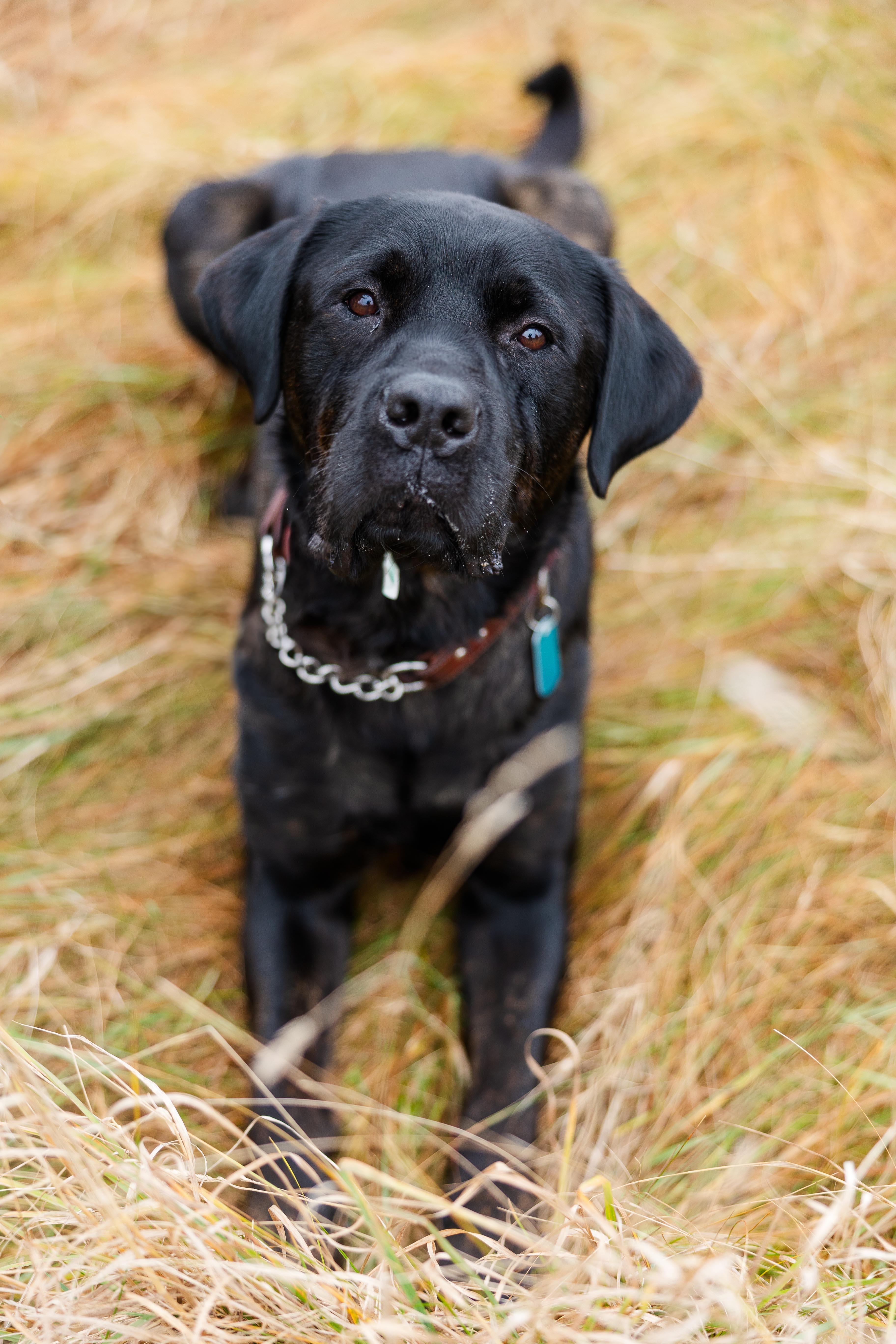 Nitro, Young Male Rottweiler