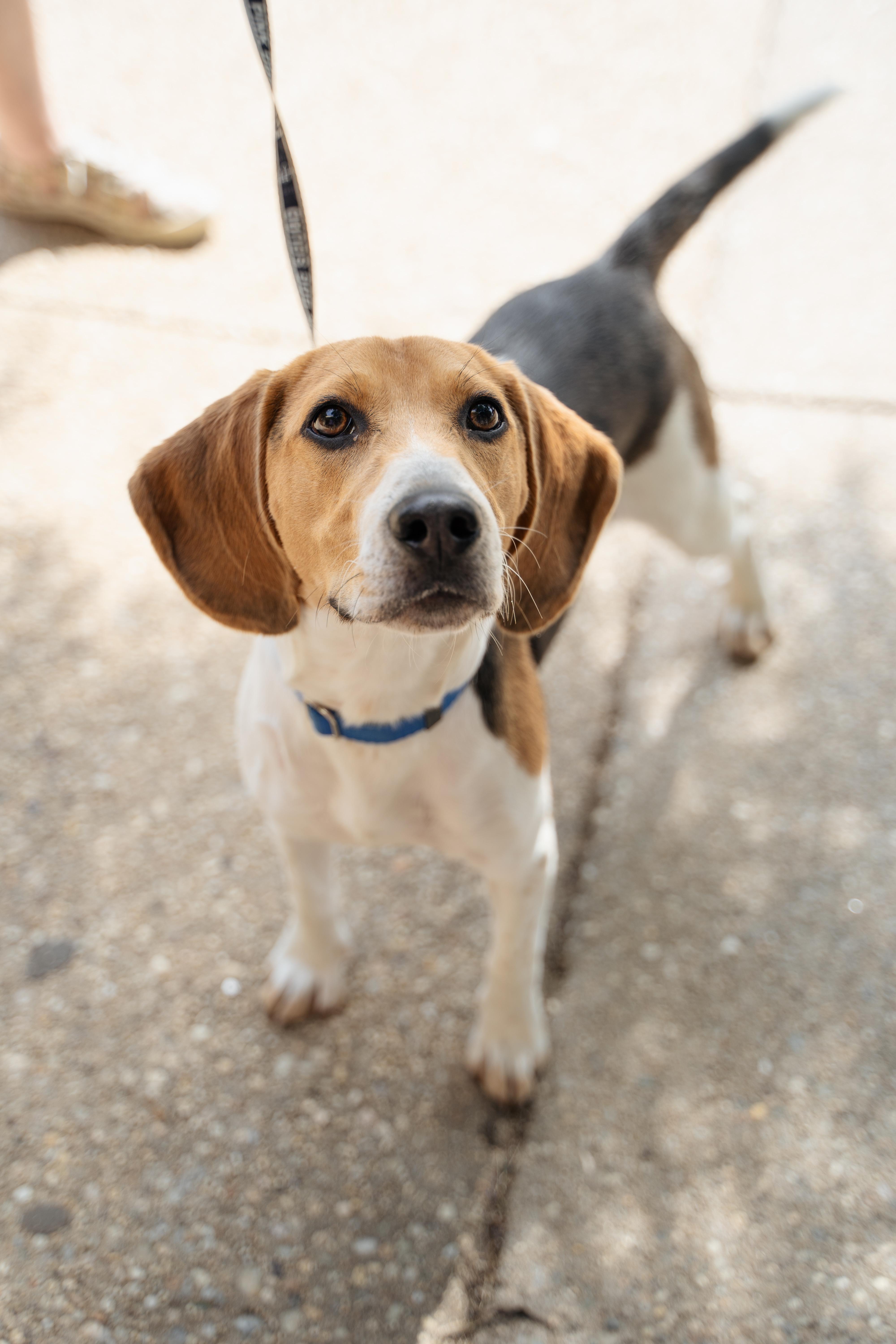 Enlarge Billy, a Adoptable mixed breed in Wantagh, NY image 1/3