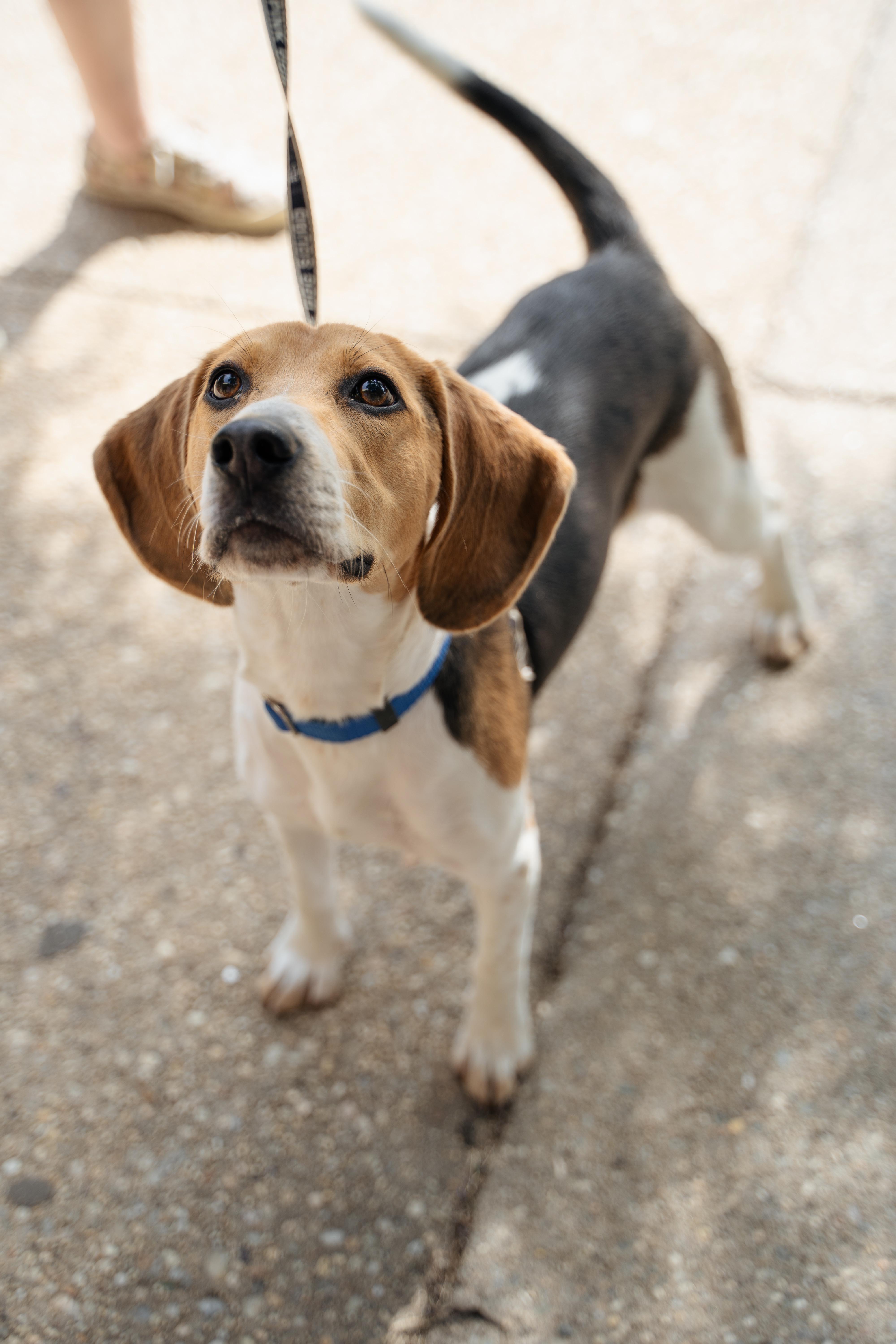 Enlarge Billy, a Adoptable mixed breed in Wantagh, NY image 2/3