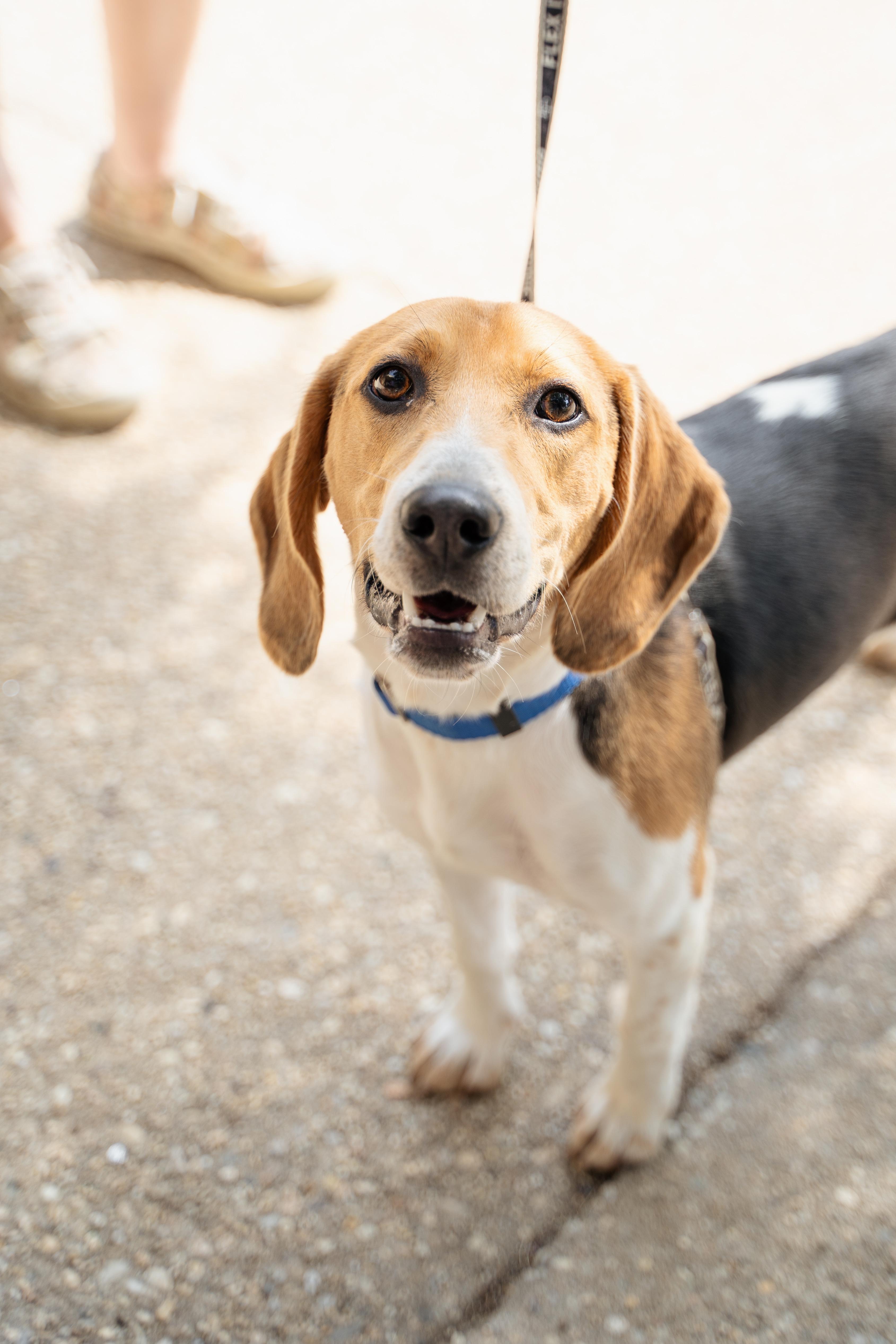 Enlarge Billy, a Adoptable mixed breed in Wantagh, NY image 3/3