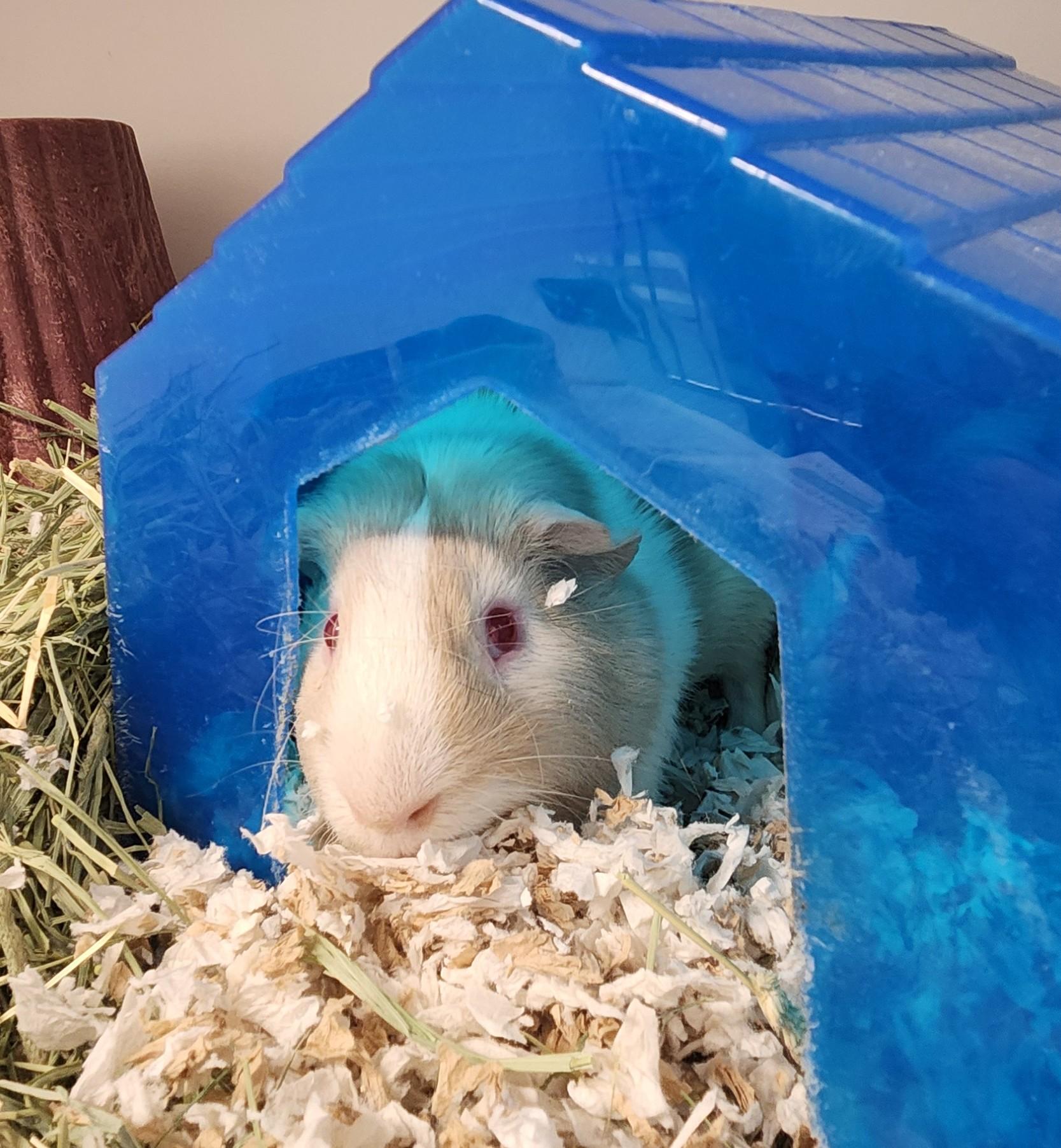 T-Bone (ID 52352), ADOPTABLE, Young Male Guinea Pig.