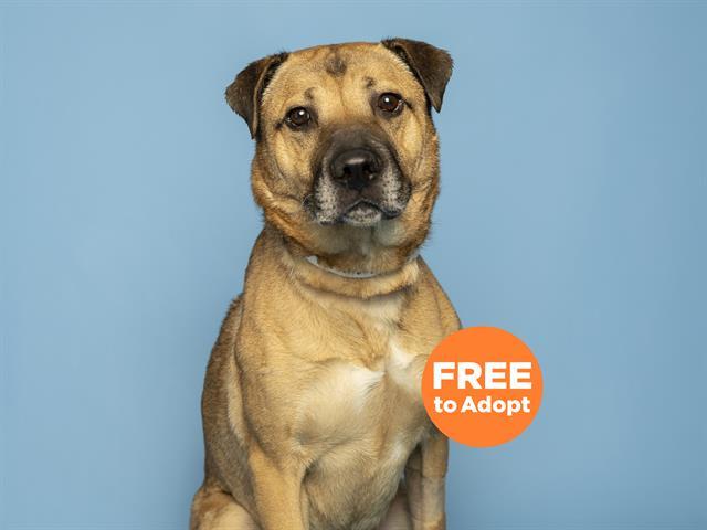 JAKEY, Adoptable, Adult Male German Shepherd Dog & Mixed Breed.