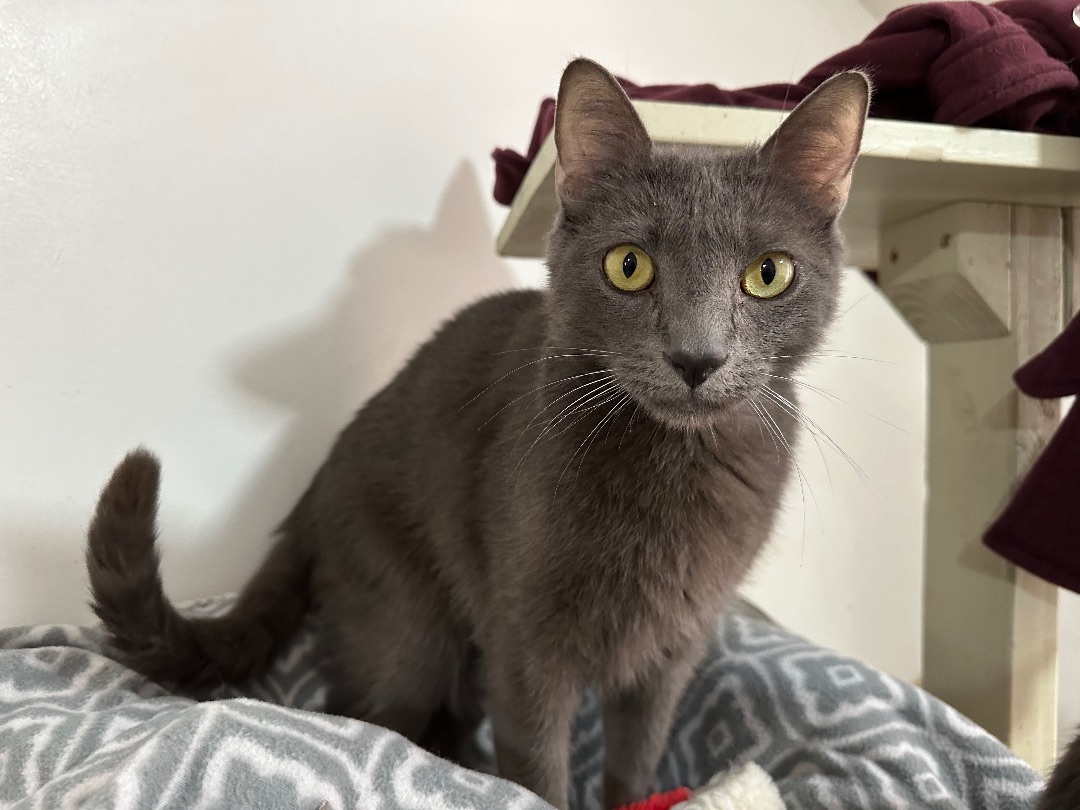 Rebel, a Adoptable Domestic Short Hair image 2/6