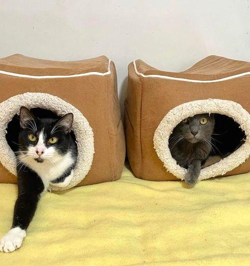 Rebel, a Adoptable Domestic Short Hair image 6/6