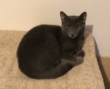 Rebel, a Adoptable Domestic Short Hair image 3/6