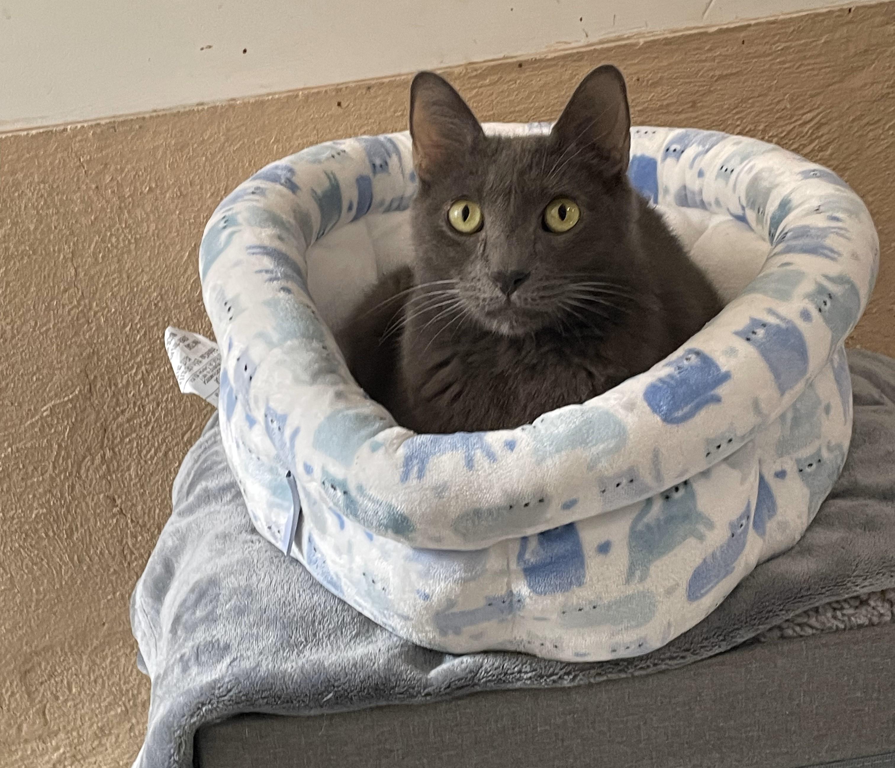 Rebel, a Adoptable Domestic Short Hair image 1/6