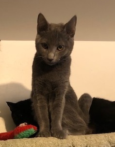 Rebel, a Adoptable Domestic Short Hair image 4/6