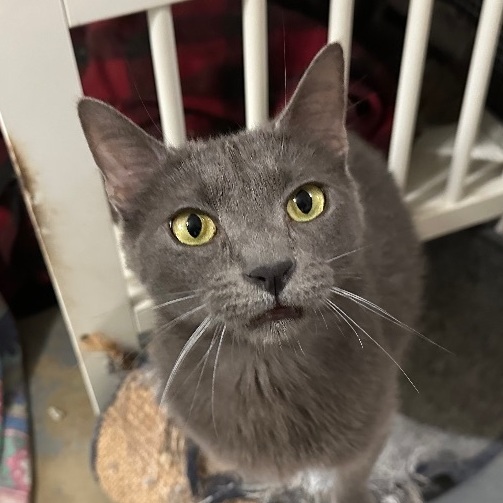 Rebel, a Adoptable Domestic Short Hair image 5/6