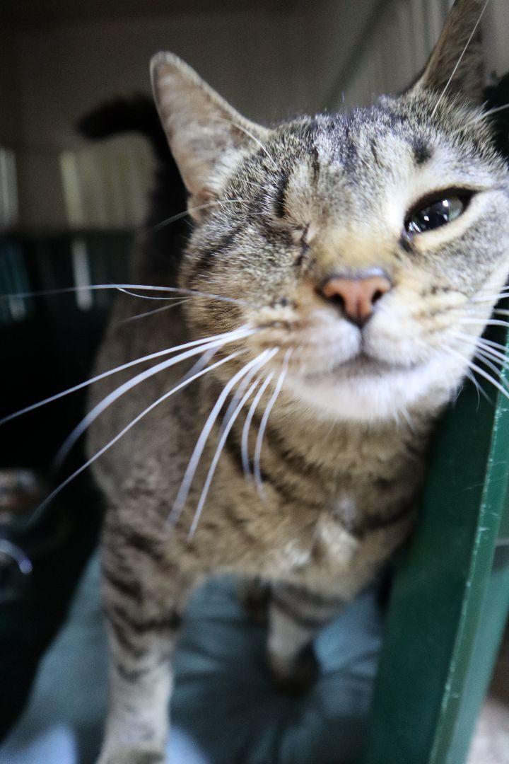 Mindy, Adoptable, Adult Female Tabby & Domestic Short Hair.