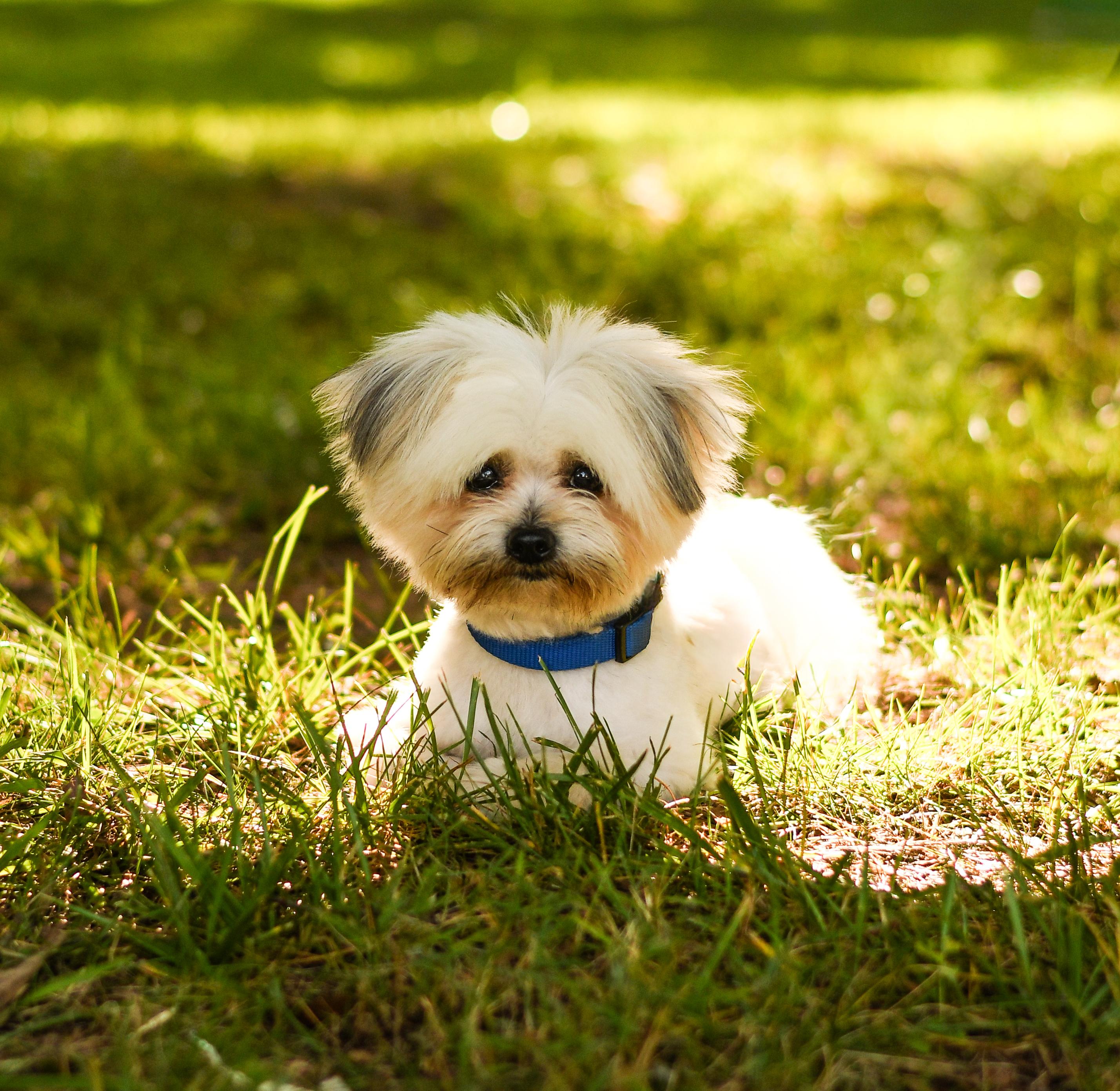 Enlarge Milo, a Adopted Maltipoo in Hickory, NC image 2/2