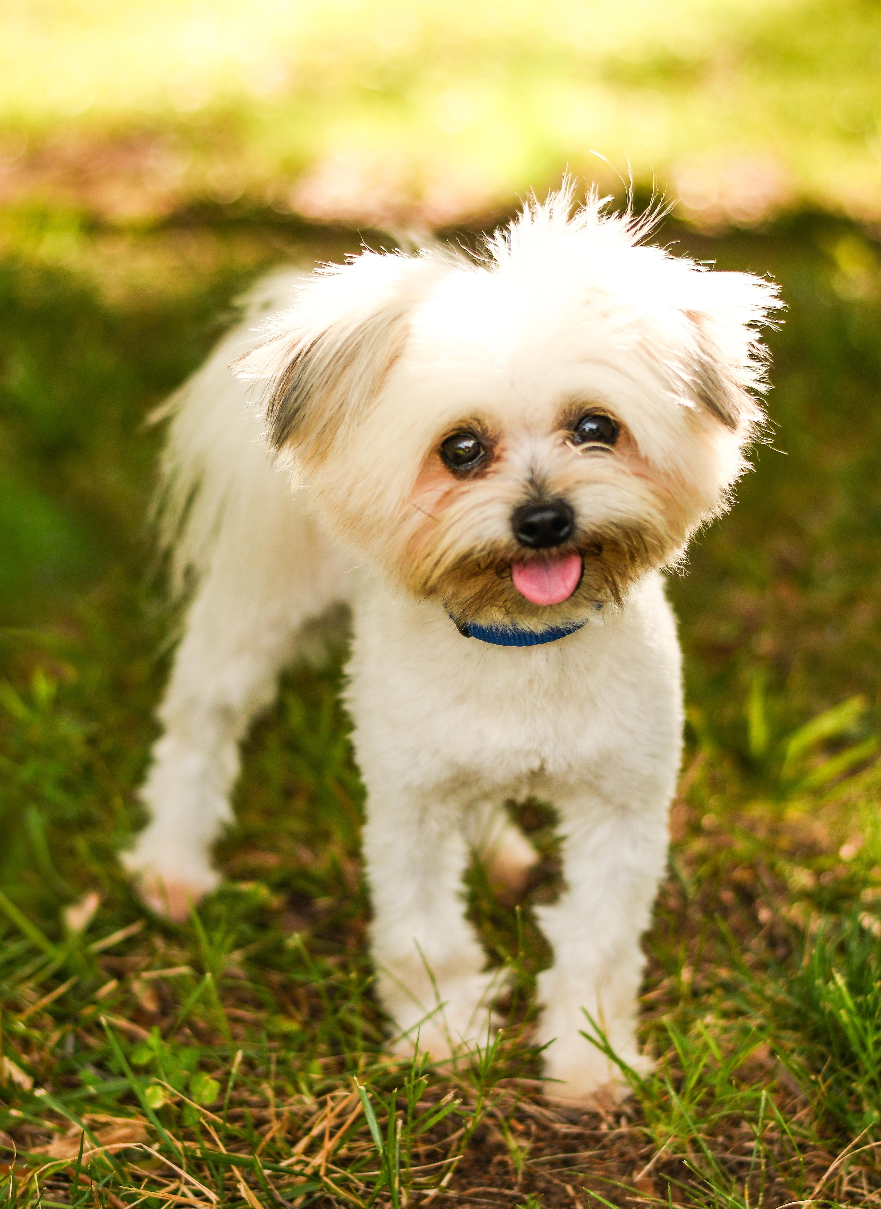 Enlarge Milo, a Adopted Maltipoo in Hickory, NC image 1/2