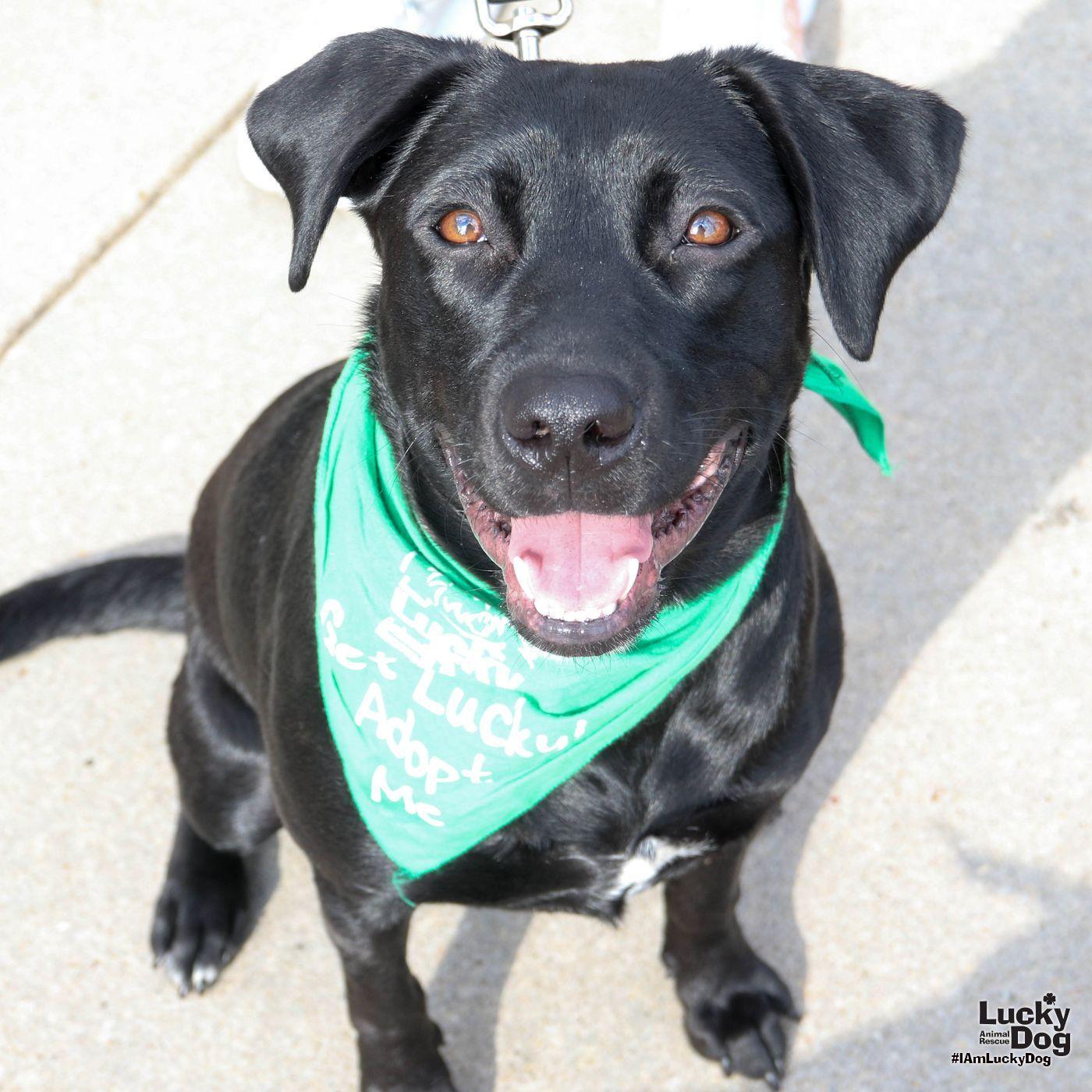 Kimberly, Adopted, Young Female Labrador Retriever & Retriever.
