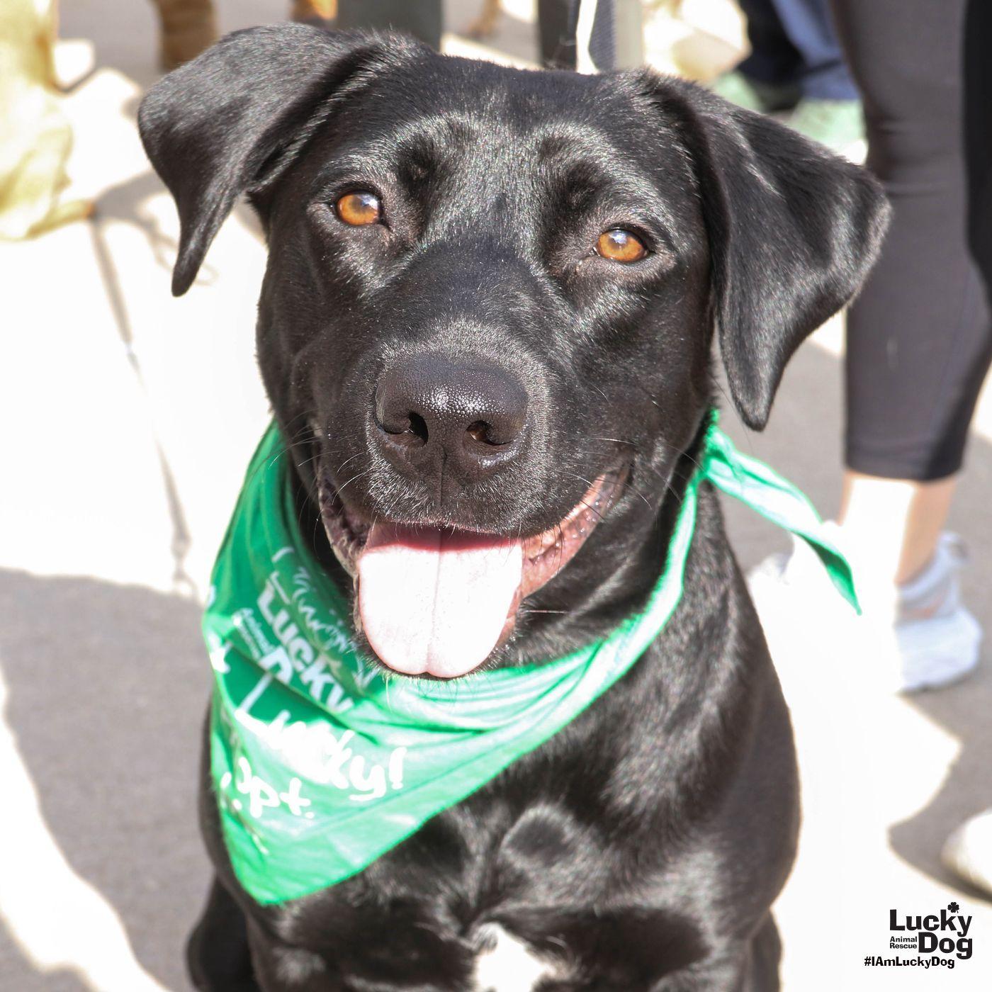 Kimberly, a Adopted mixed breed in Washington, DC image 1/3