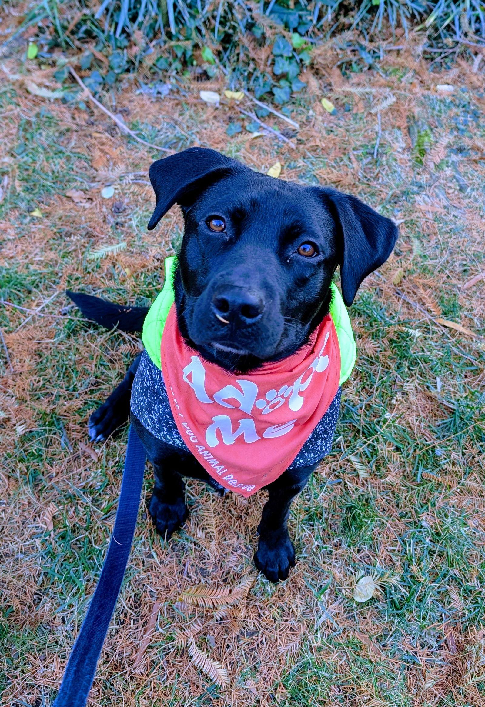 Kimberly, a Adopted mixed breed in Washington, DC image 2/3