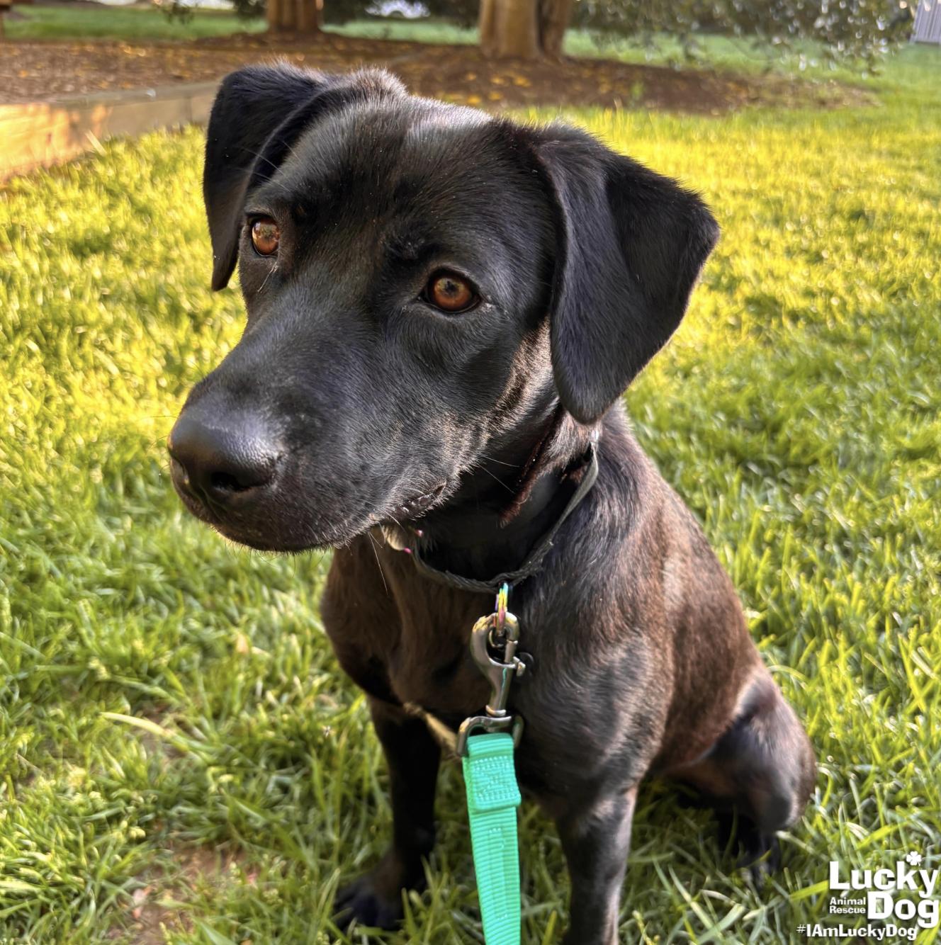 Kimberly, a Adopted mixed breed in Washington, DC image 3/3