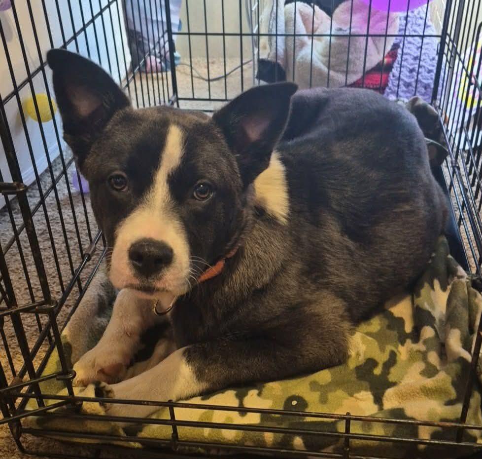 Enlarge June, a ADOPTABLE mixed breed in Grand Rapids, MI image 1/2