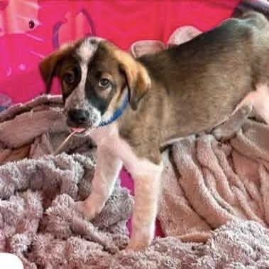 Marlon (M), a Adoptable mixed breed in Sun Prairie, WI image 2/2