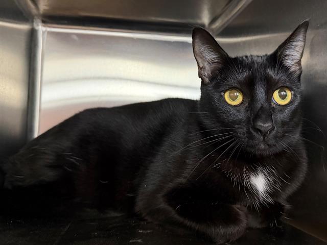 BUTTONS, Adoptable, Young Female Domestic Short Hair.