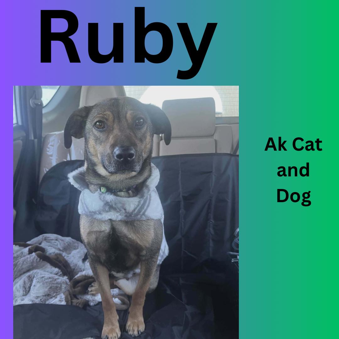 Ruby, a Adoptable mixed breed in Wasilla, AK image 4/5