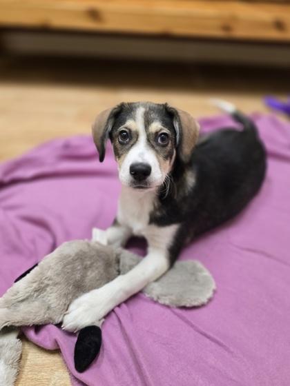Ginny, ADOPTABLE, Puppy Female Mixed Breed.