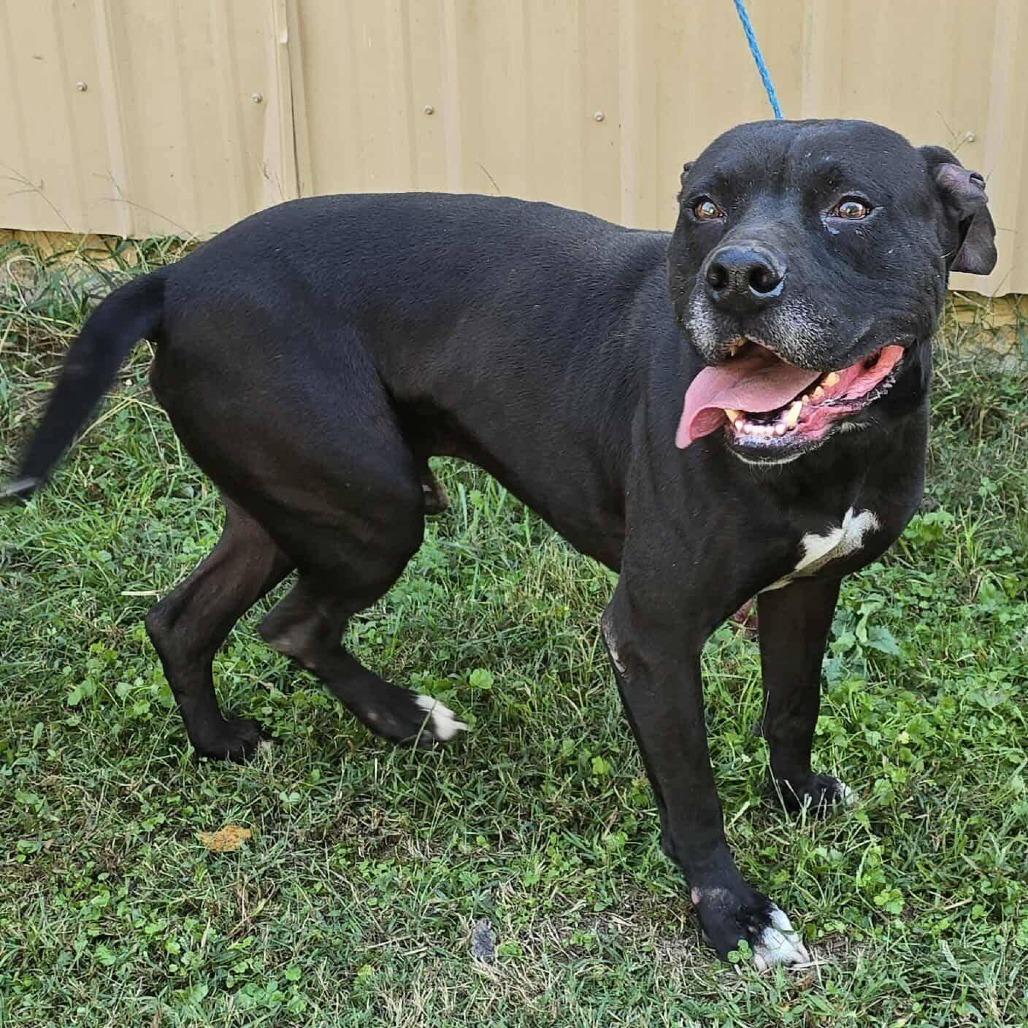Newman, Adoptable, Adult Male Pit Bull Terrier.