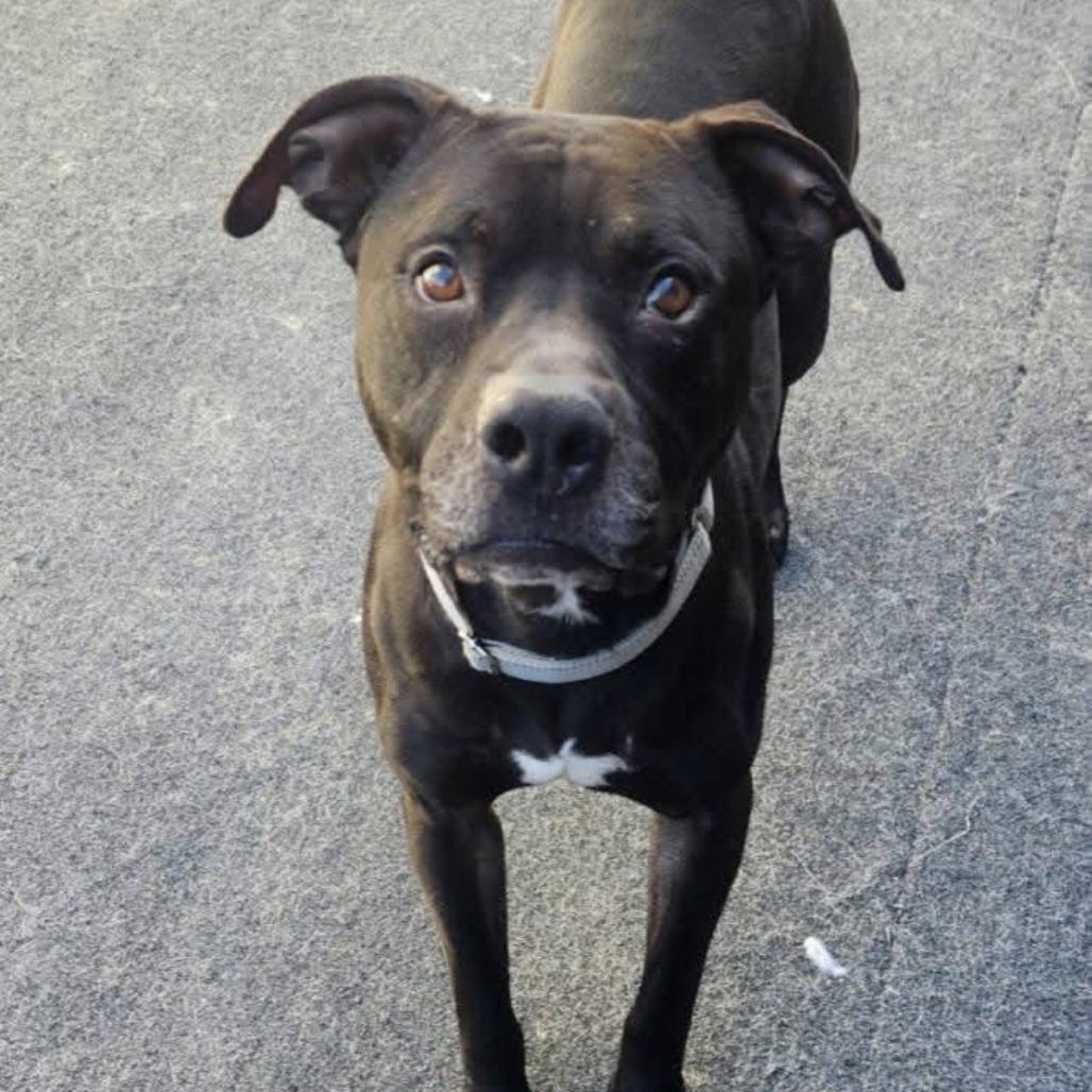 Enlarge Newman, a Adoptable Pit Bull Terrier in Cleveland, TN image 2/4