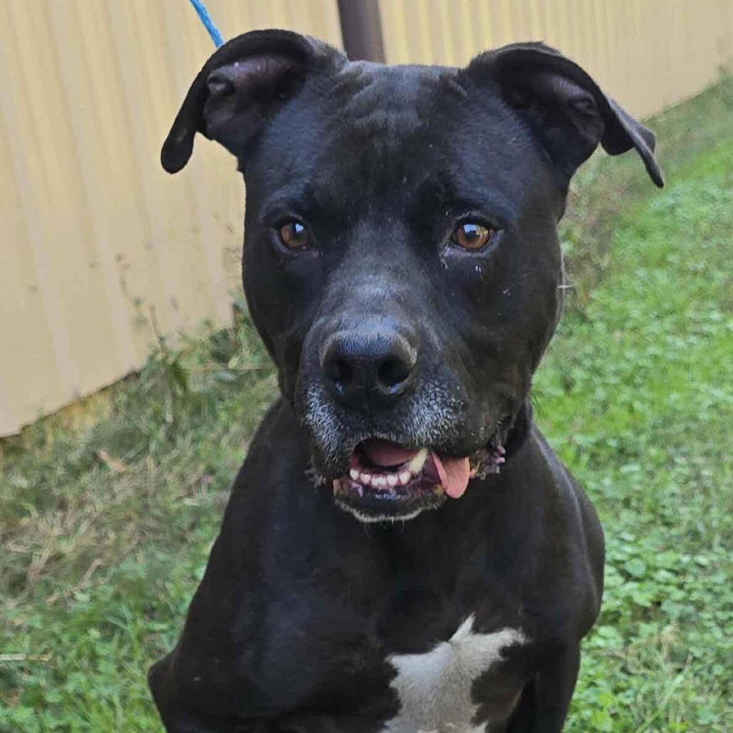 Enlarge Newman, a Adoptable Pit Bull Terrier in Cleveland, TN image 3/4