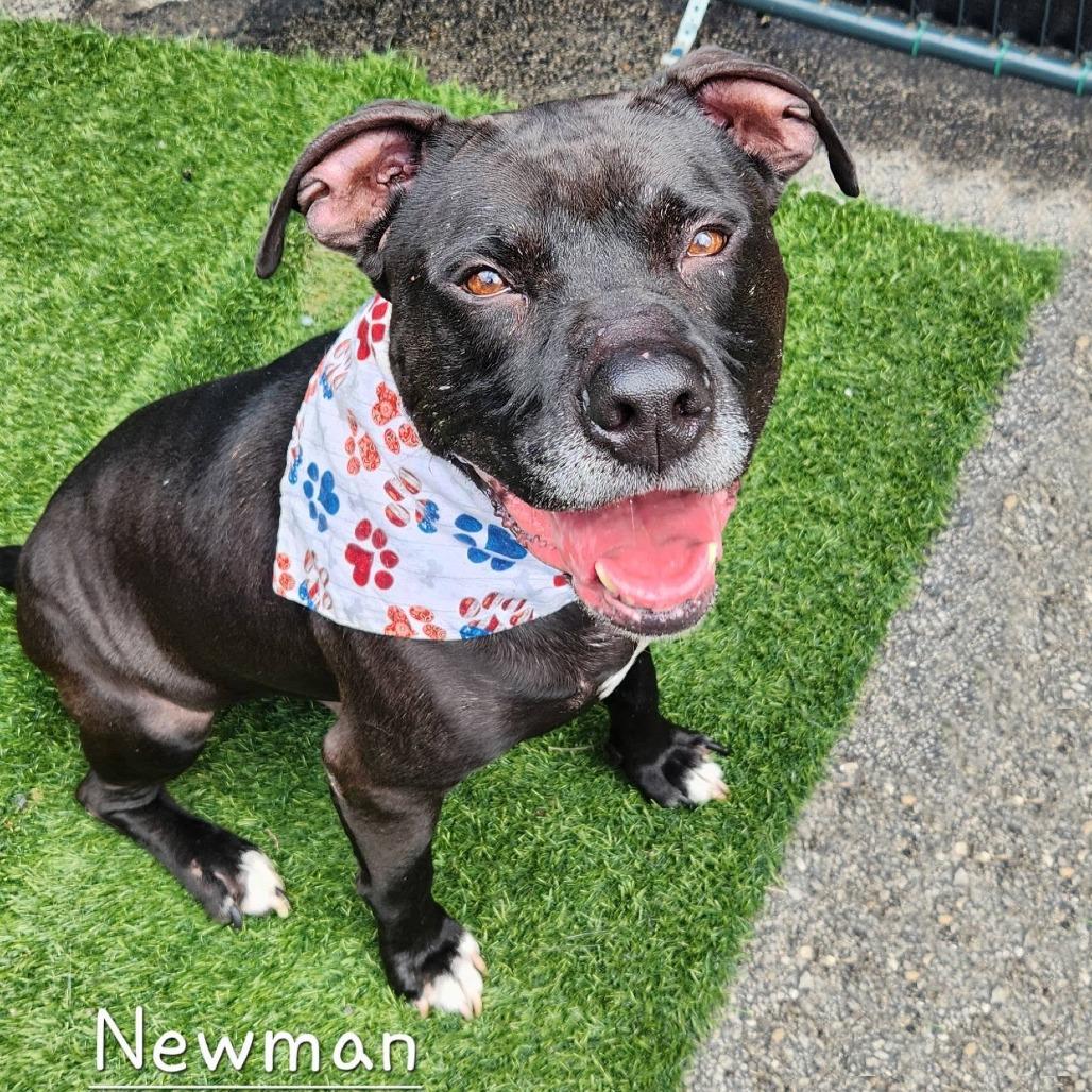 Enlarge Newman, a Adoptable Pit Bull Terrier in Cleveland, TN image 4/5
