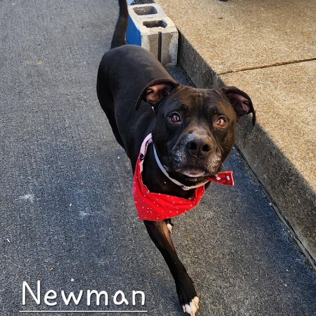 Enlarge Newman, a Adoptable Pit Bull Terrier in Cleveland, TN image 4/4