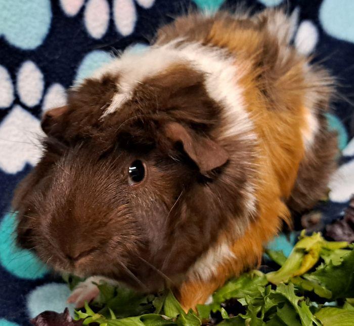 Enlarge Viola  , an adoptable Abyssinian in Gary, IN image 5/5