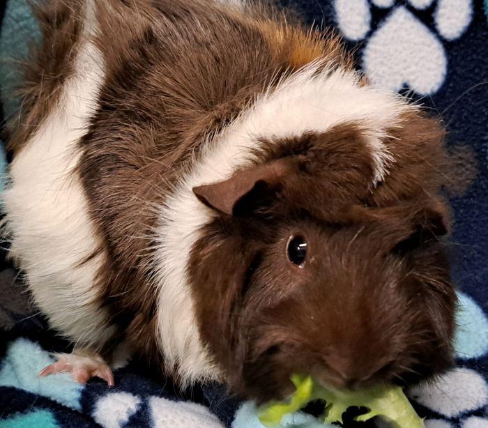 Enlarge Viola  , an adoptable Abyssinian in Gary, IN image 4/5