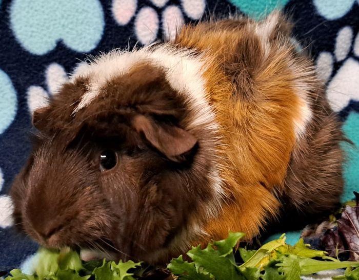 Enlarge Viola  , an adoptable Abyssinian in Gary, IN image 2/5