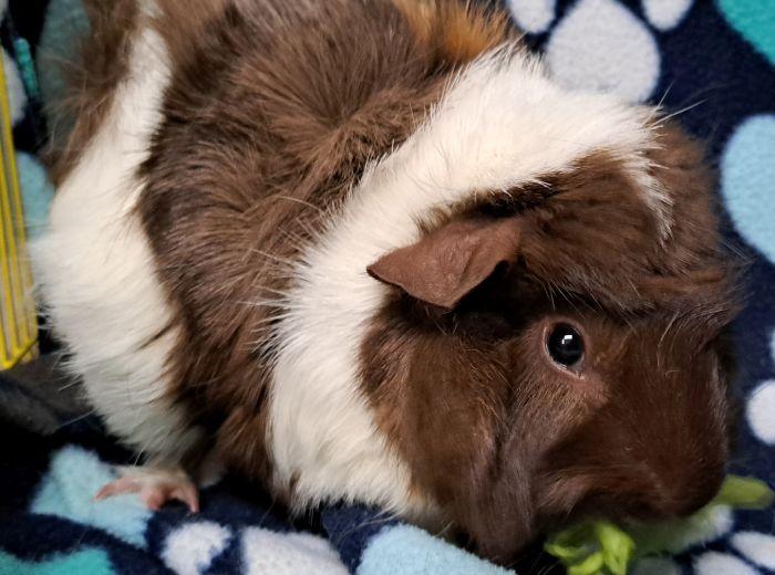 Enlarge Viola  , an adoptable Abyssinian in Gary, IN image 3/5