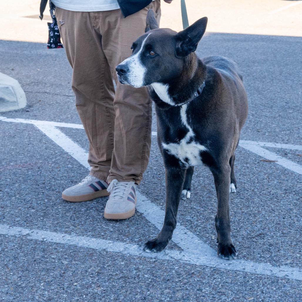 Gandalf, Adoptable, Adult Male Shepherd & Cattle Dog.