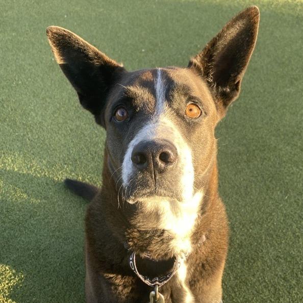 Enlarge Gandalf, a Adoptable mixed breed in Albuquerque, NM image 2/5