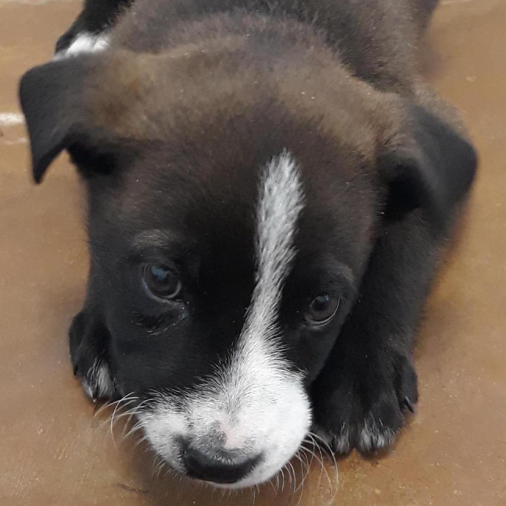 Enlarge Gandalf, a Adoptable mixed breed in Albuquerque, NM image 5/5