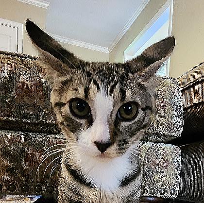 White Paws, Adoptable, Kitten Female Domestic Short Hair.
