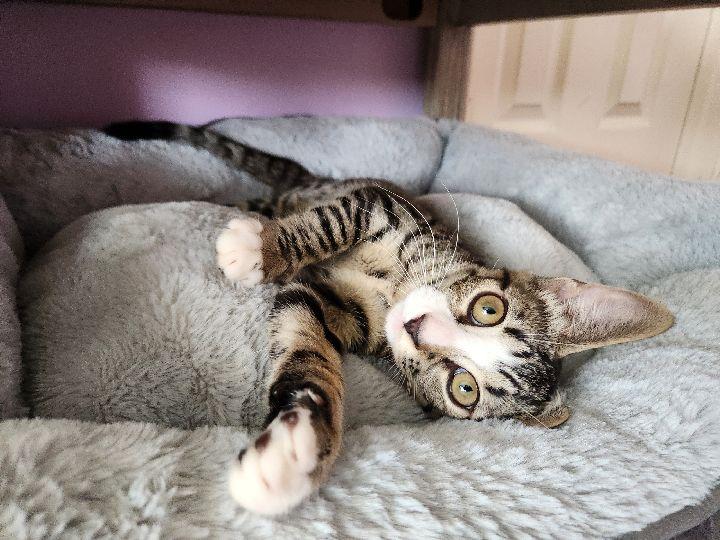 White Paws, a Adoptable Domestic Short Hair in Lafayette, LA image 5/6